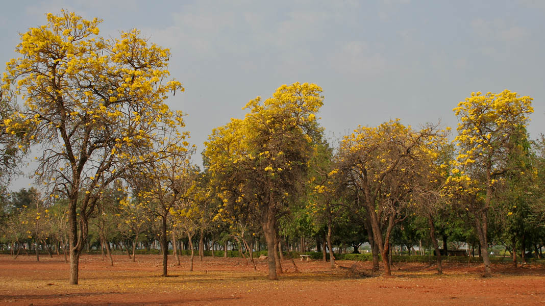 Sanjeevaiah Park