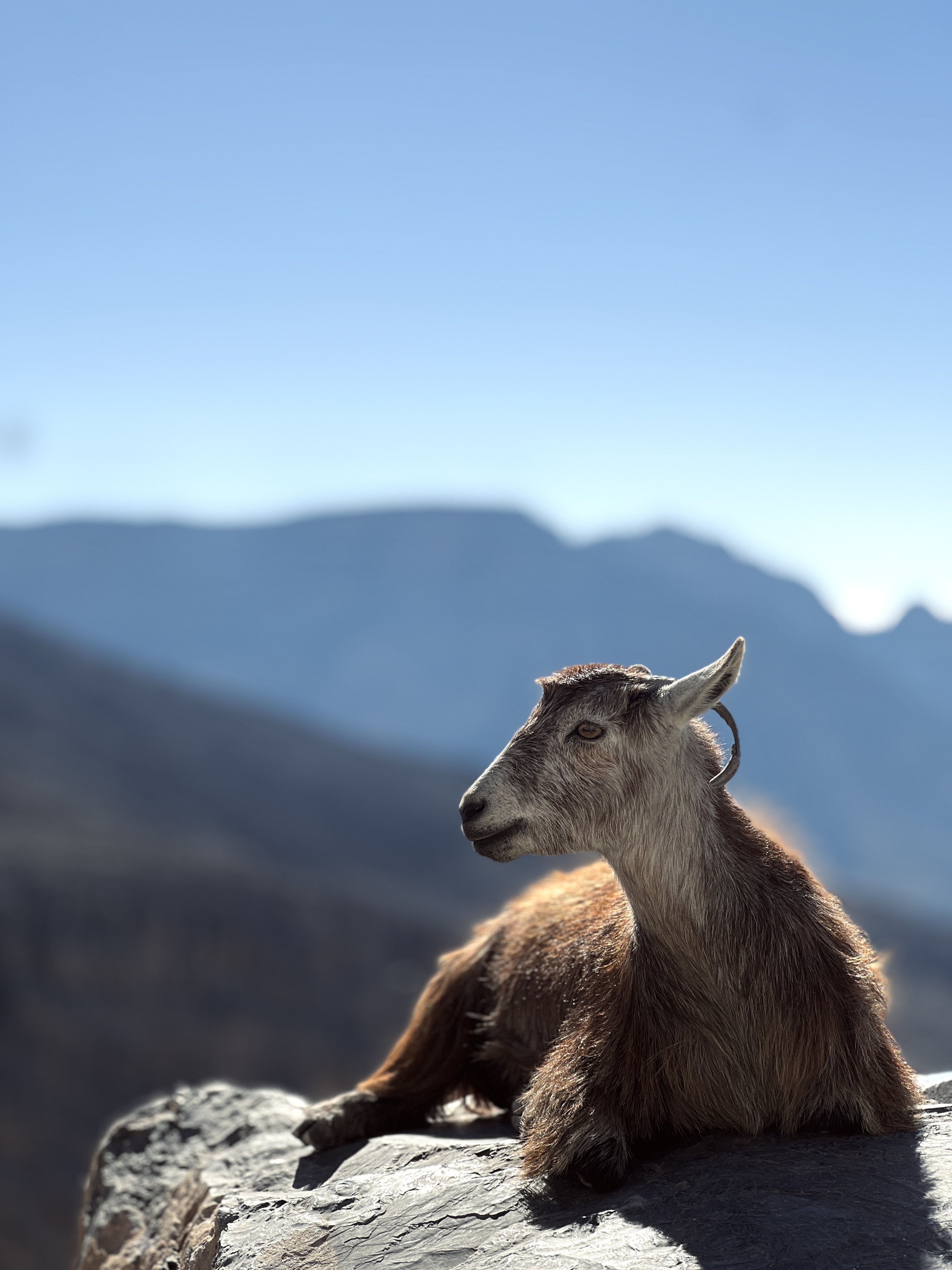 Hatta Mountain Conservation Reserve
