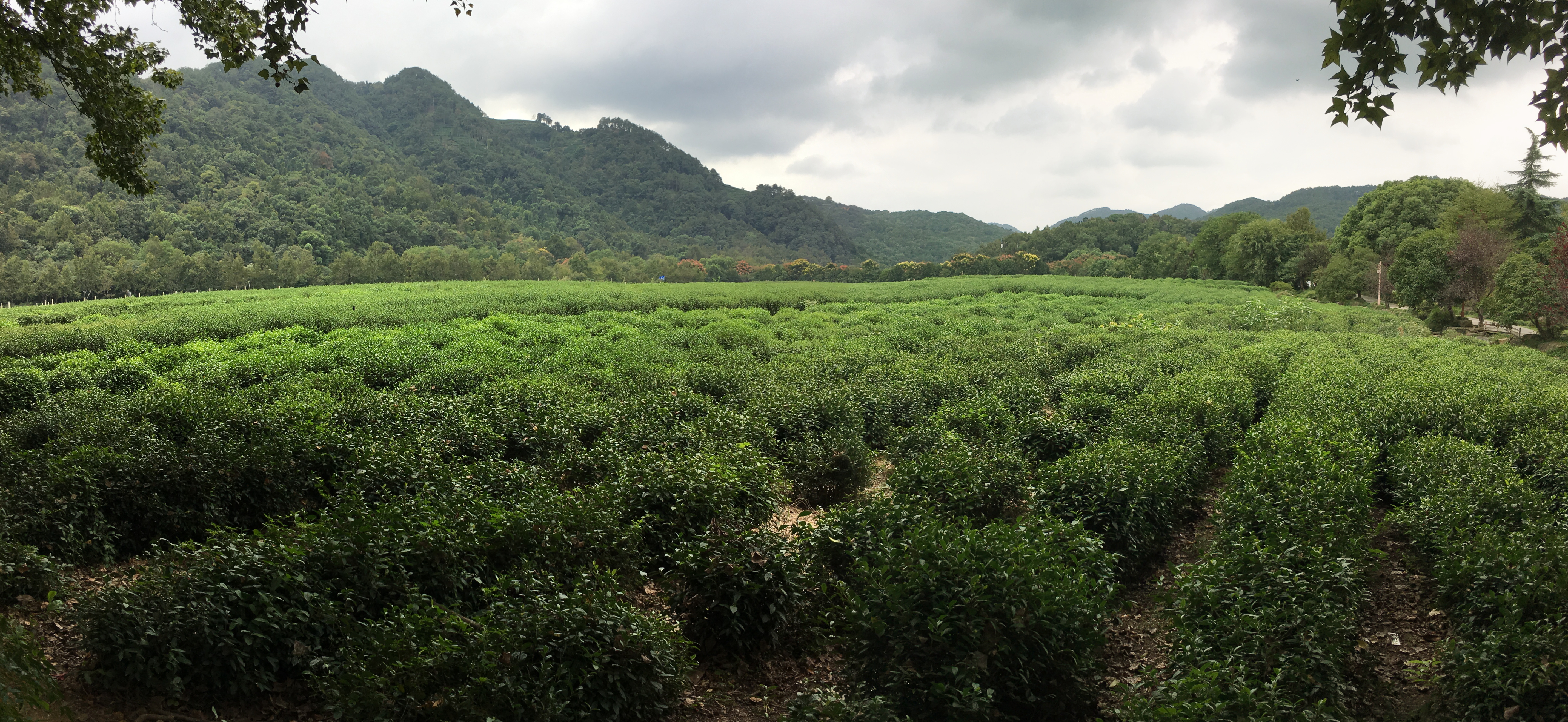China National Tea Museum