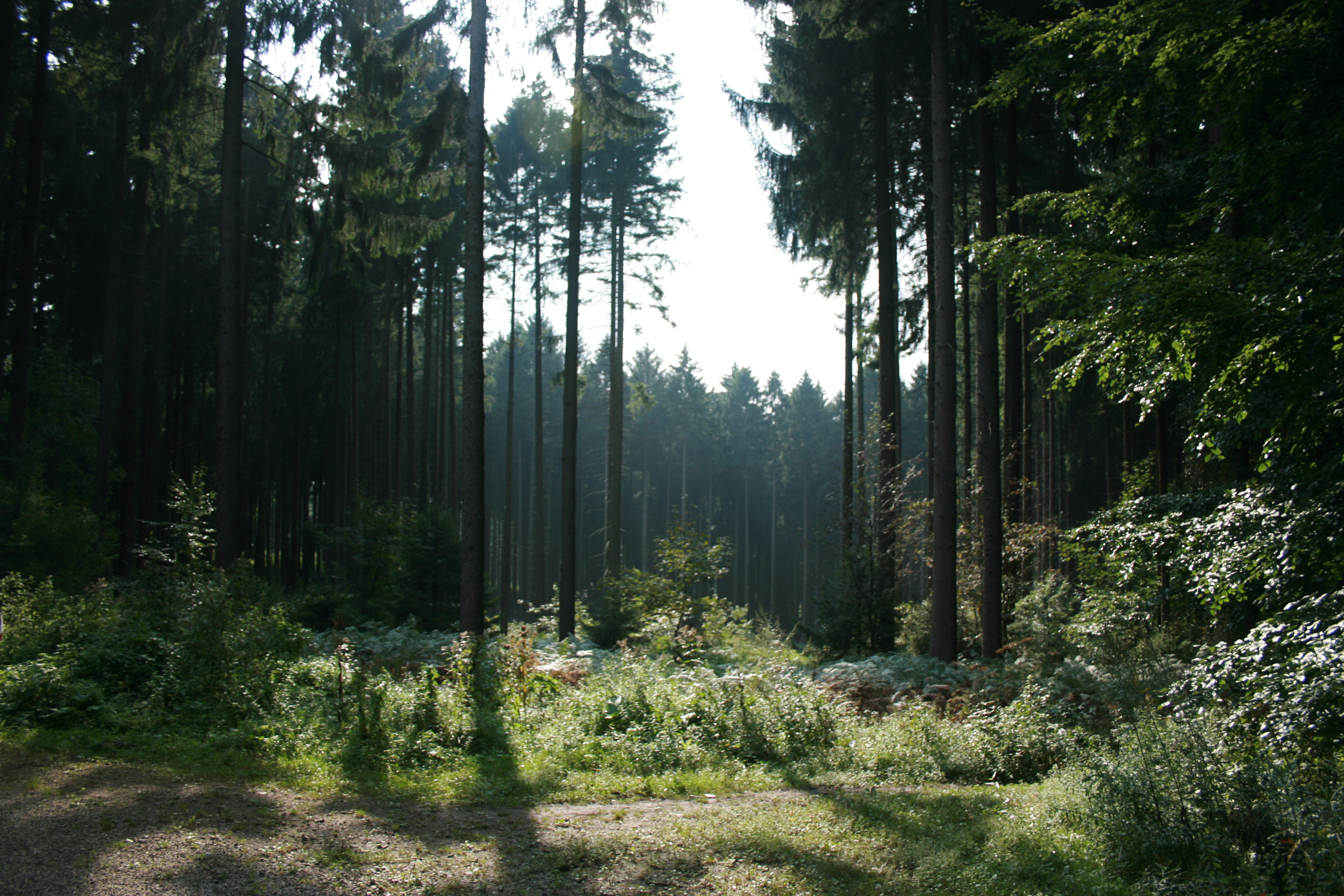 Aachen Forest
