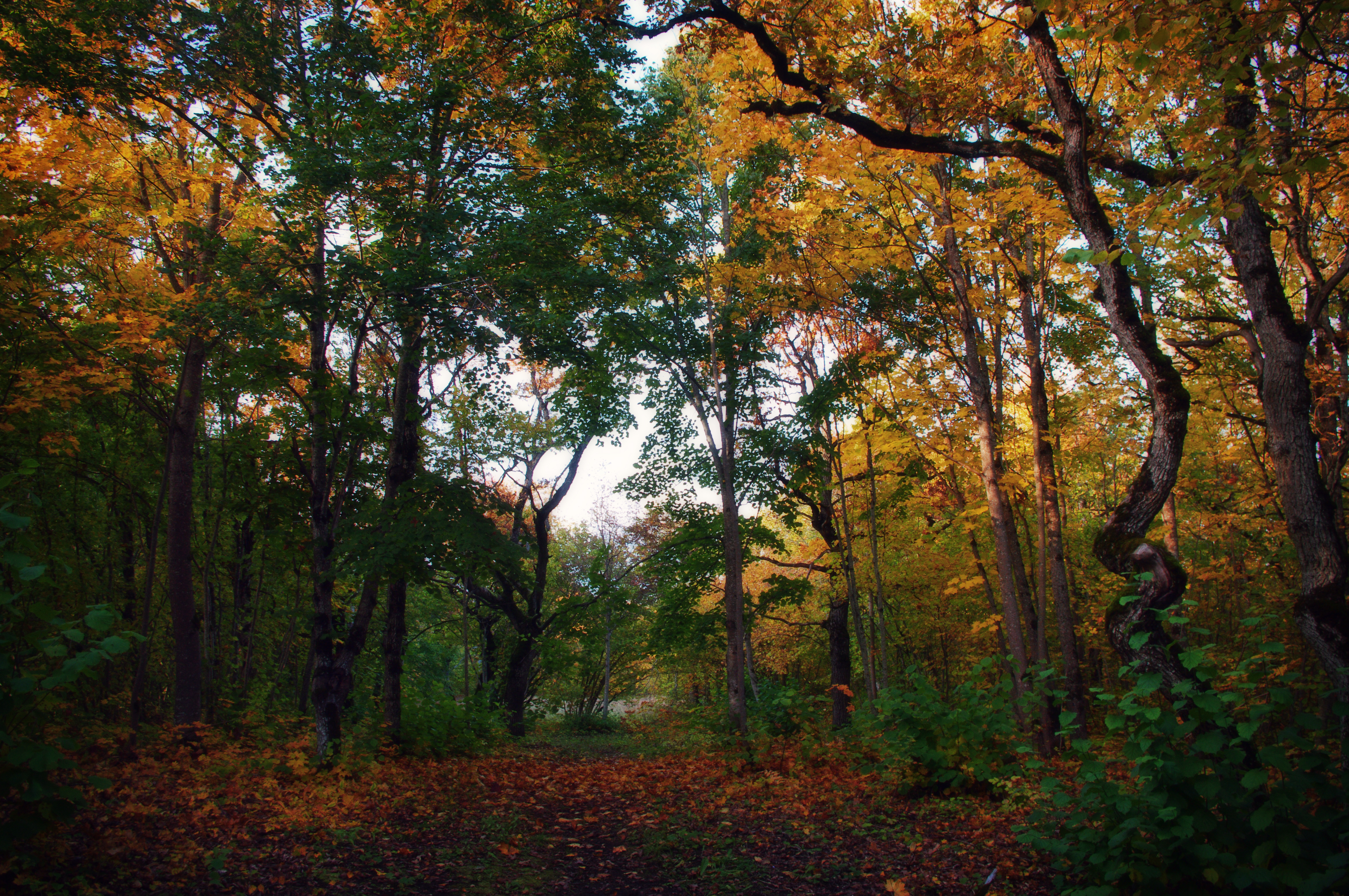 Rakvere Oak-forest Landscape Conservation Area