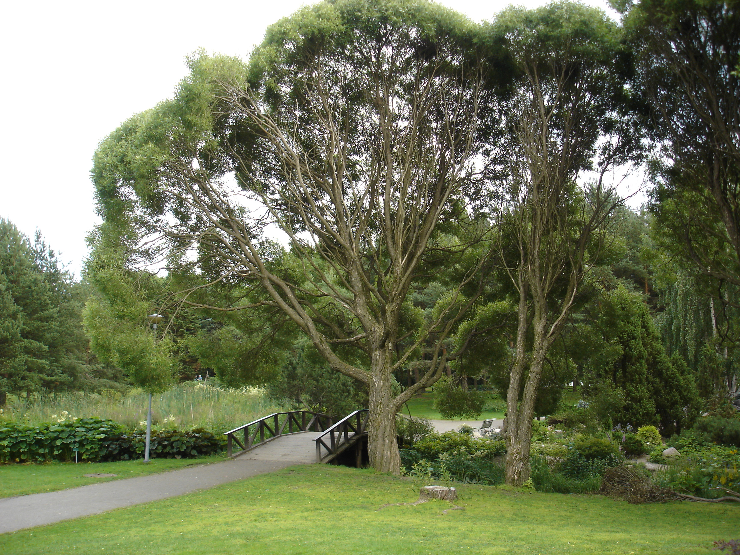 Hatanpää Arboretum