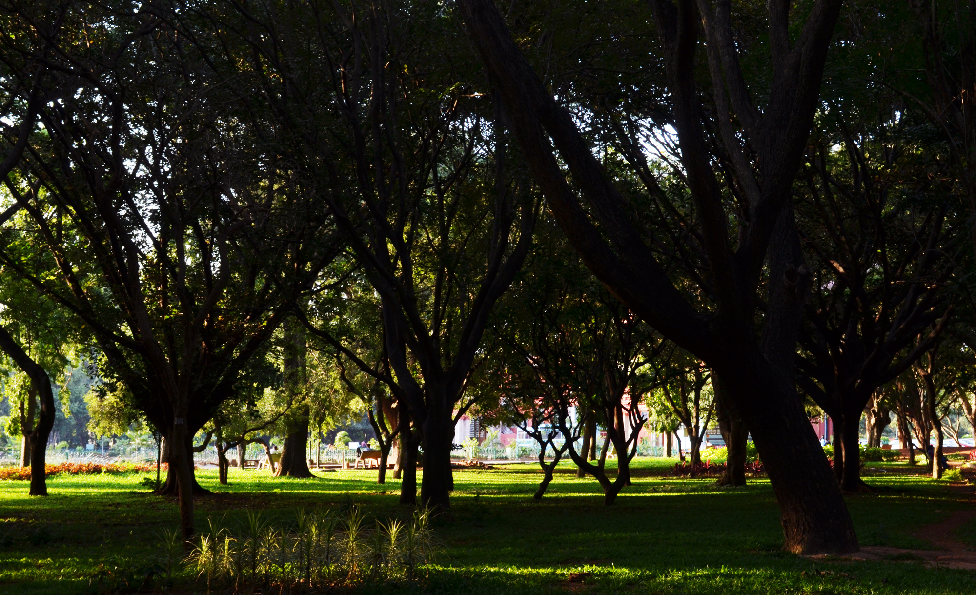 Cubbon Park