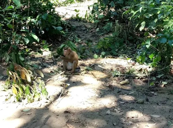 Monkey in rehalibitation area.