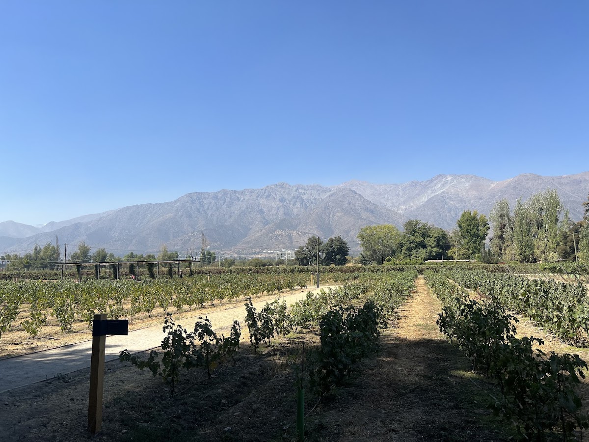 Vina Cousino Macul