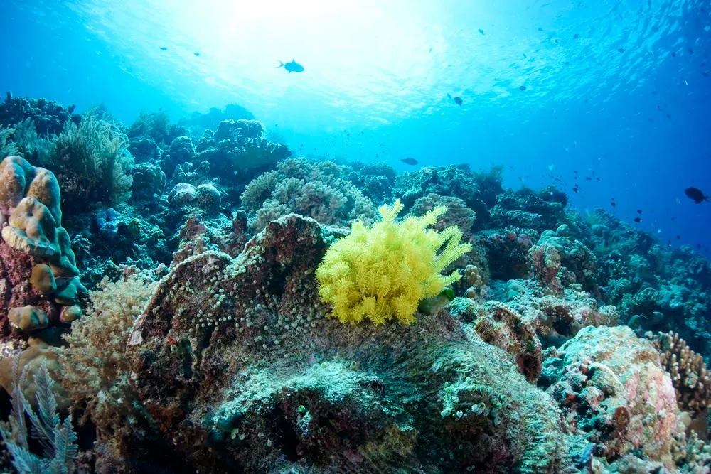 Bunaken Underwater, Bunaken