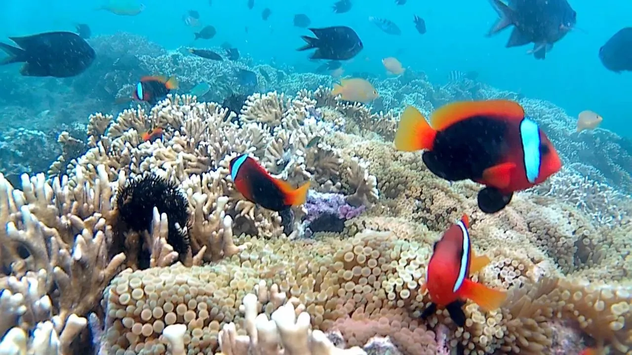 Gili tour & snorkling 70 US$/person, Lombok