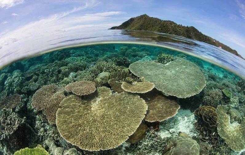 Raja Ampat, Raja Ampat