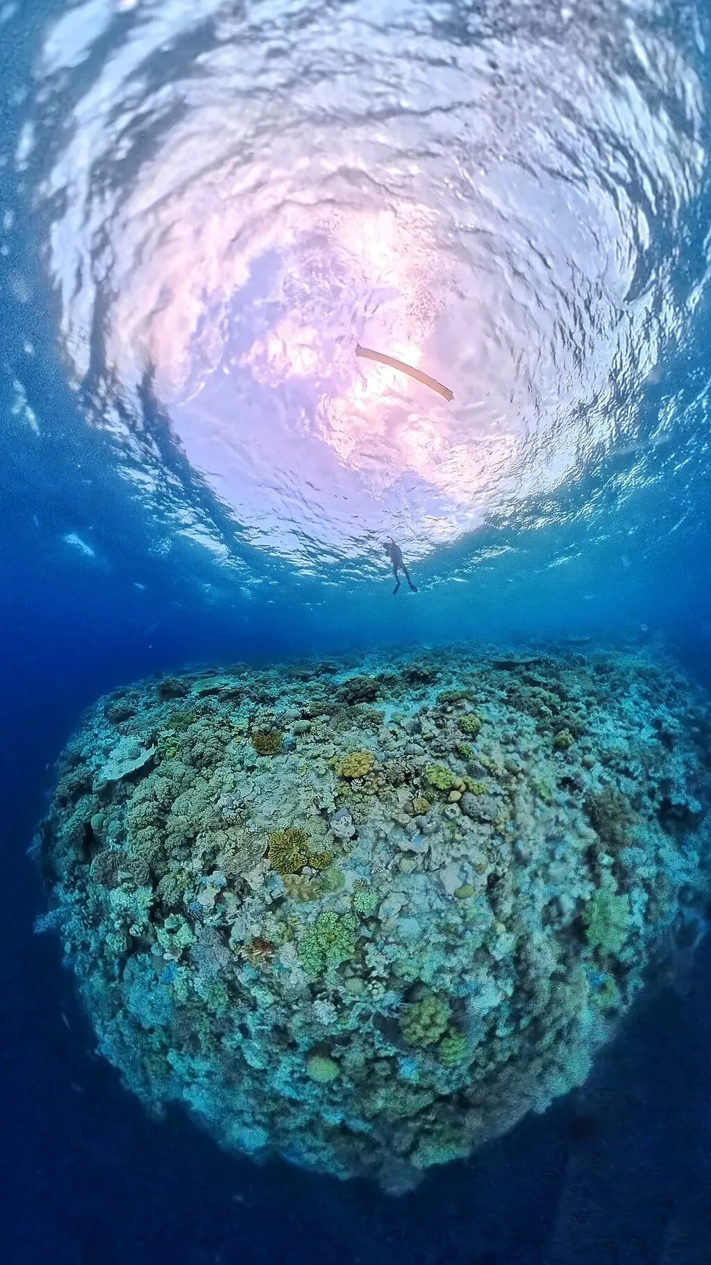 Wakatobi, Wakatobi