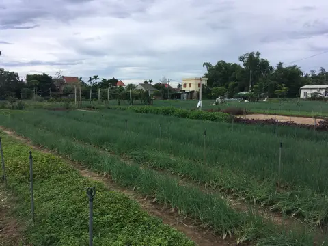 Long raised beds of herbs and salad leaves in a flat market garden, with houses and palms behind