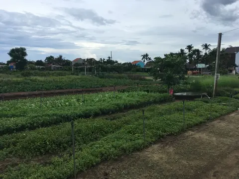 Narrow earth paths running between planted vegetable beds under an overcast sky